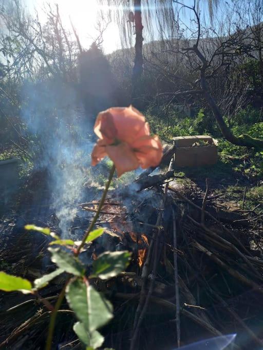 Tan Y Coed'S Rosemary Cabin Conwy Zewnętrze zdjęcie